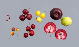 Forskellige æbler fra æble slægten